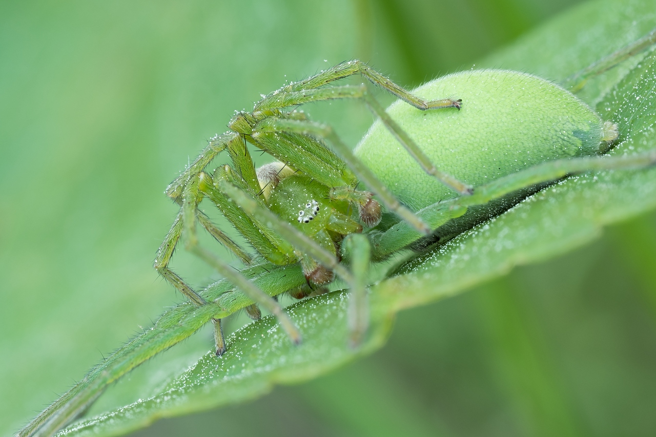 Spachacz zielonawy (Micrommata virescens) (6)
